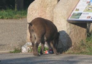 写真９　ゴミをあさるイノシシ